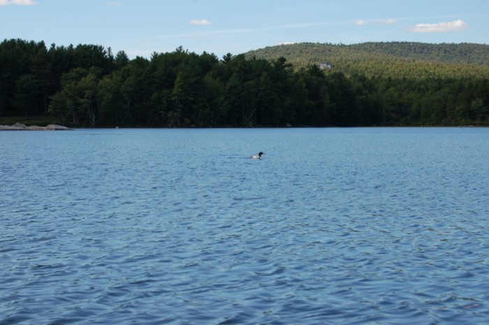 loon on the lake