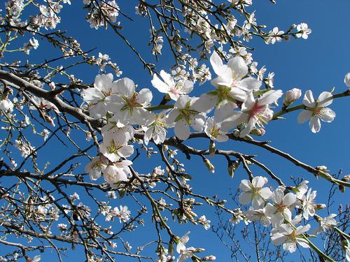 almond-tree-flowers