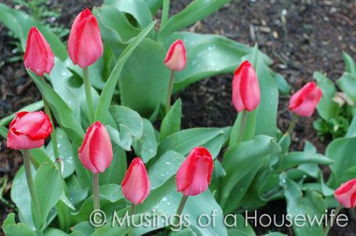 tulips-red