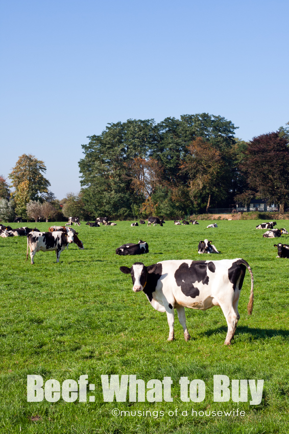 Black and white cows on a farmland