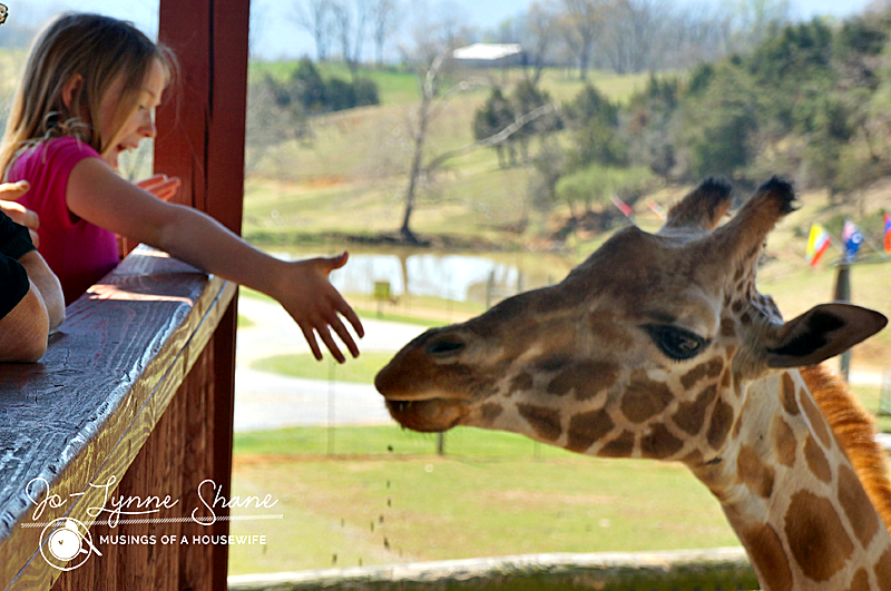 R feeding the giraffe