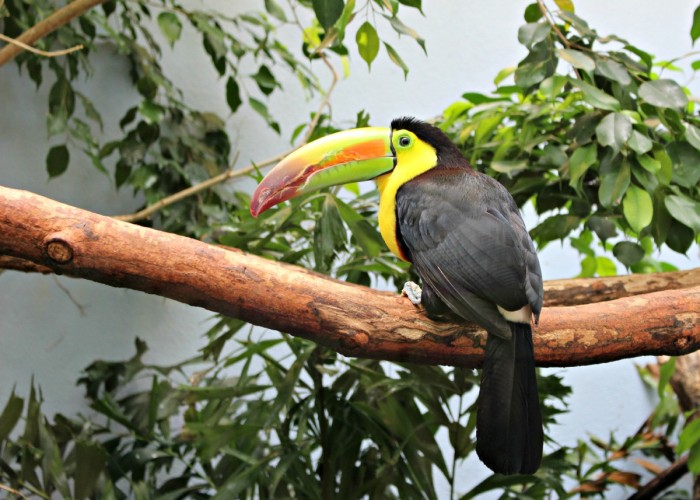 national aviary toucan